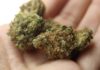 cannabis strains for curing cancer