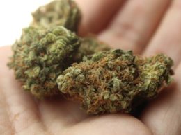 cannabis strains for curing cancer