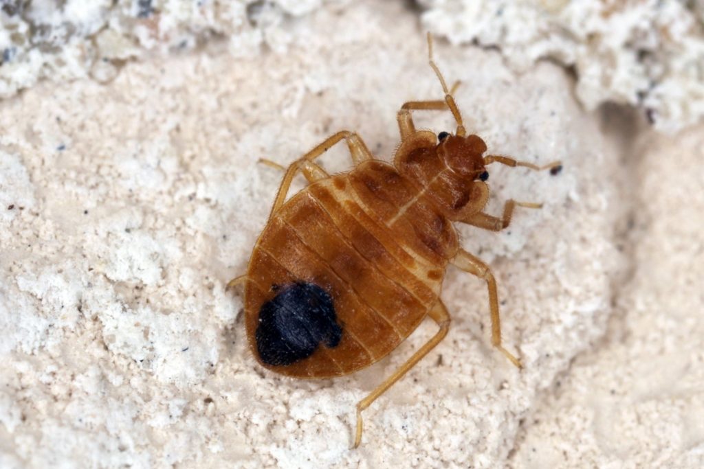 Bed Bug Bites