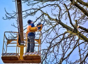 tree-pruning-services