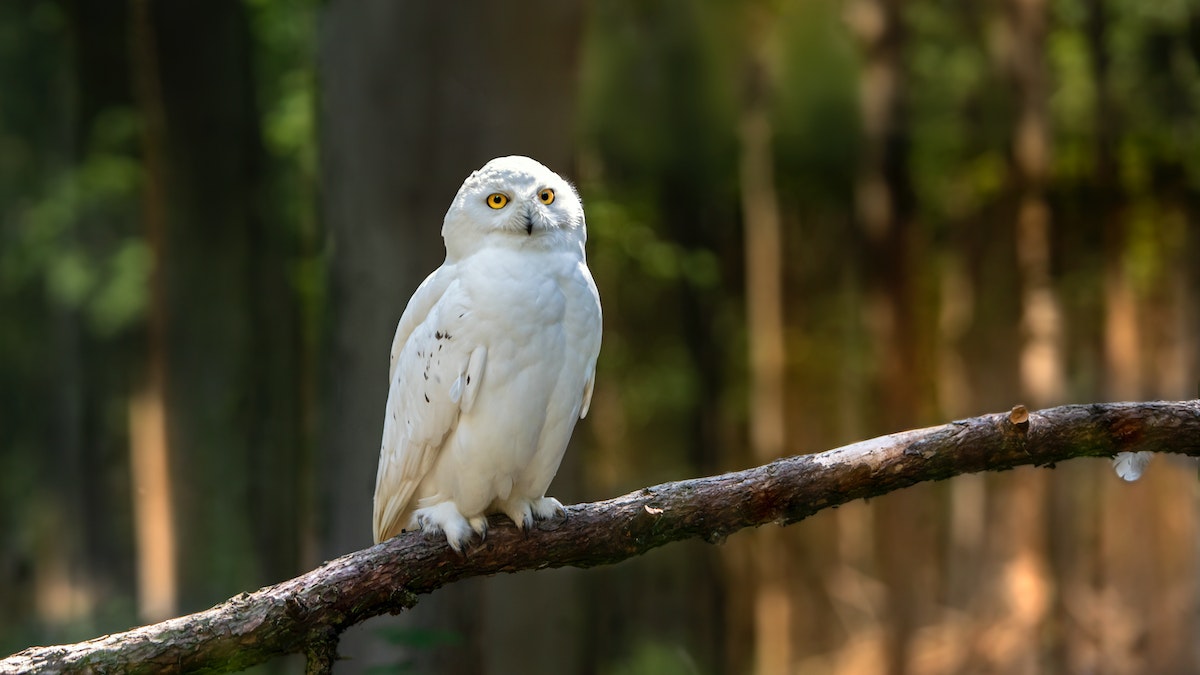 White Owl: Biblical, Metaphysical, Spiritual Meanings Of A White Owl | Bizzield